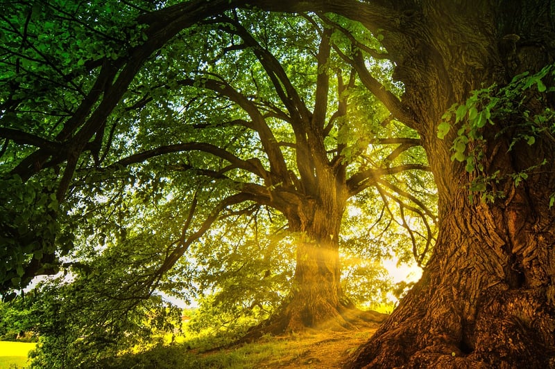 Enchanted Forest Themes